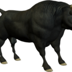 R11 - Animal - Bull - 003